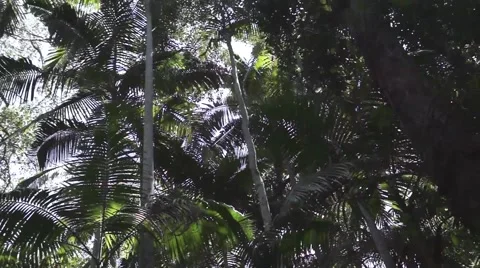 Looking up to a rainforest canopy Australian Rain forest Stock Footage 47050142