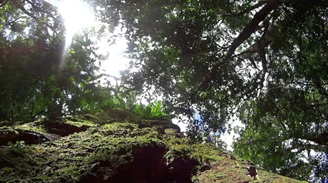 Looking Up At Rainforest Canopy Stock Footage 57331413