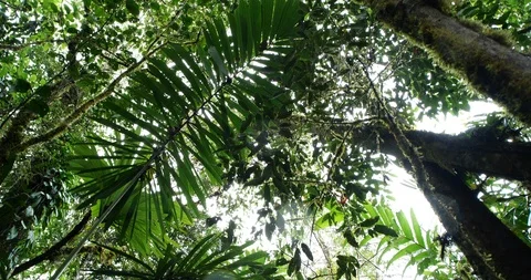 Looking up to the rainforest canopy with rain drops falling to camera.  Stock Footage 123555776