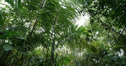 Looking up to the rainforest canopy with rain drops falling to camera.  Stock Footage 123555873