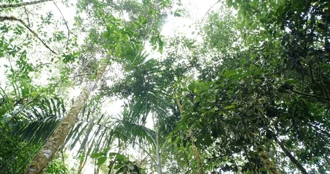 Looking up to the rainforest canopy with rain drops falling to camera.  Stock Footage 123555946