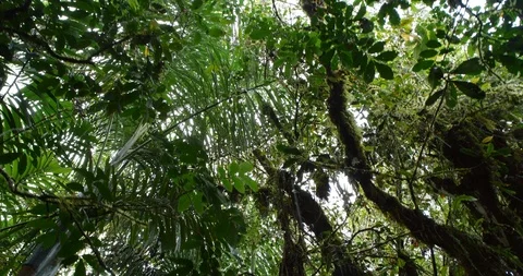 Looking up to the rainforest canopy with rain drops falling to camera.  Stock Footage 123555985