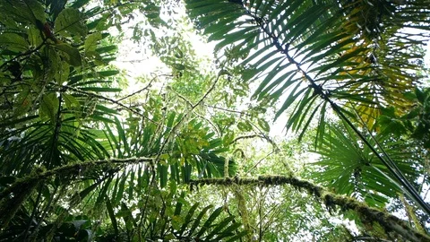 Looking up to the rainforest canopy with rain drops falling to camera.  Stock Footage 123556019