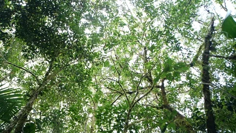 Looking up to the rainforest canopy with rain drops falling to camera.  Stock Footage 123556046