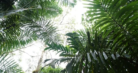 Looking up to the rainforest canopy with rain drops falling to camera.  Stock Footage 123556079