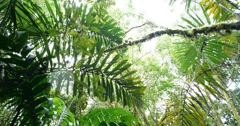 Looking up to the rainforest canopy with rain drops falling to camera.  Stock Footage 123556142