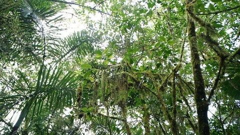 Looking up to the rainforest canopy with rain drops falling to camera.  Stock Footage 123556265