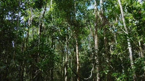 Looking up in the Rainforest Stock Footage 88565956