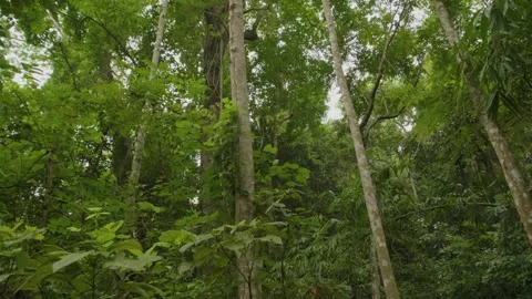 Looking up in the rainforest forest in Thailand. Stock Footage 277345029