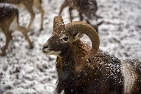 The looking ram in front of herd on a snowy day Stock Photos