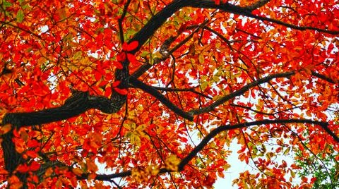 Looking up at red autumn leaves Stock Photos