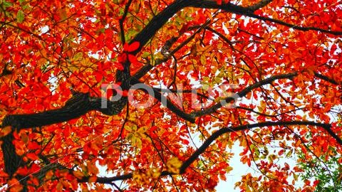 looking up at red autumn leaves
