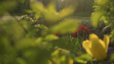 Looking at red flowers through a green tree Vídeo Stock 153860062