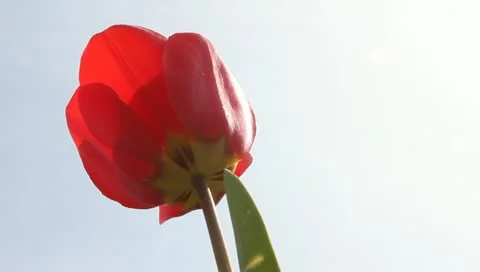 Looking up at red tulip Stock Footage 11019725