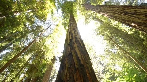 Looking up at a redwood Stock Footage 71107073