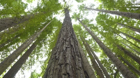 Looking up in redwood forest Stock Footage 61912458
