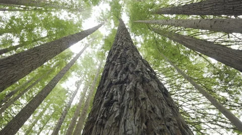 Looking up in redwood forest 스톡 동영상 61921566