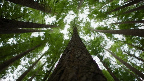 Looking Up Redwood Tree Canopy, Redwoods Forest, Victoria, Australia Stock Footage 227463050