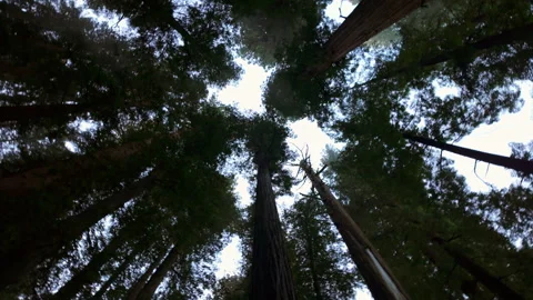 Looking Up at Redwood Trees in the Forest Stock Footage 294452580