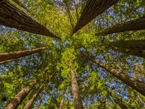 Looking up at redwood trees from inside a ring of trees Stock Photos