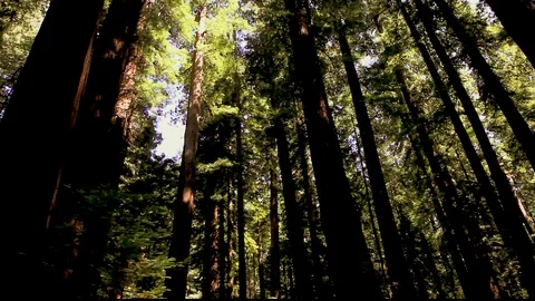 Looking up at Redwoods Stock-Footage 105458540