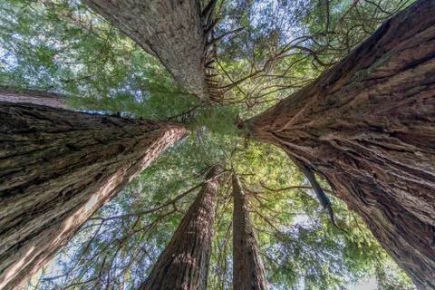 Looking Up At Redwoods Foto stock