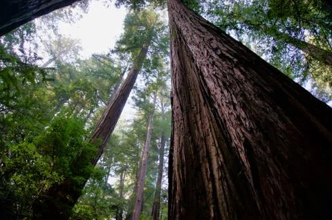 Looking Up at the Redwoods Foto stock