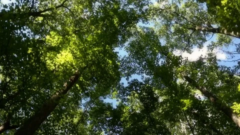 Looking Up Riding Under Tall Full Trees With Pockets of Blue Sky In Background 스톡 동영상 108574085