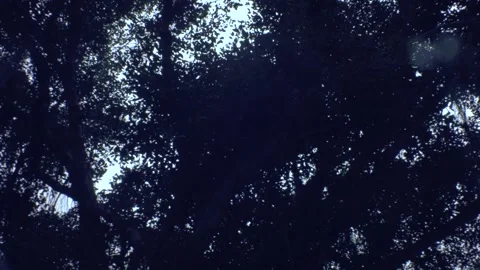 Looking up right to left horizontal view of a giant banyan tree with aerial  Stock Footage 204472033