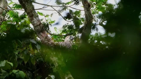 Looking to the right then tilts its head and stoops down, Philippine Eagle Stock Footage 269507006