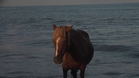Looking right at a wild horse Stock Footage 93593524