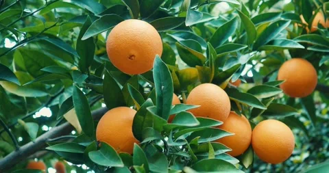 Looking up at ripe oranges on a citrus tree Stock Footage 262385497