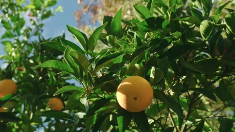 Looking Up at Ripe Oranges on a Tree Stock Footage 316783695