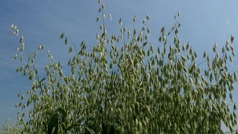 Looking up at ripening oats Video stock 77270184