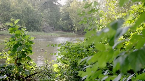 Looking at Rivanna River through trees - 4k Stock Footage 170914577