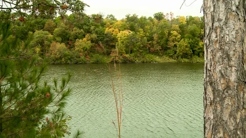 Looking at a River Through the Forest Stock Footage 115260618