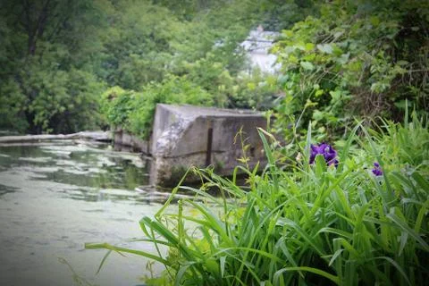 Looking at the river through the vegetation. Stock Photos