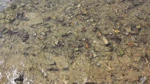 Looking at the river water to relax Stock Footage 236146518