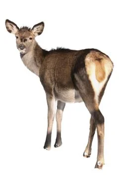 Looking roe-doe in white background Stock Photos