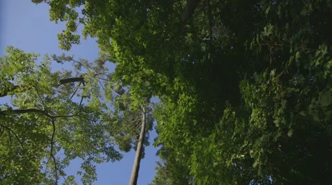 Looking up at Rotating Tree Trees Stock Footage 42904731