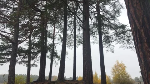 Looking Up At A Row Of Dark Pine Trees Standing By A Lake Stock Footage 348530713
