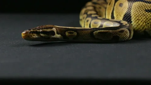 Looking royal python Stock-Footage 88638117