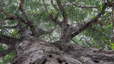 Looking Up at Sacred Fig Peepal Tree Stock Footage 322754133