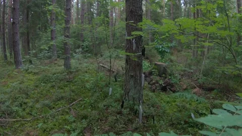 Looking at Scary woodoo Objects with Feathers on Trees in the Woods 4k60fps Stock Footage 135833577