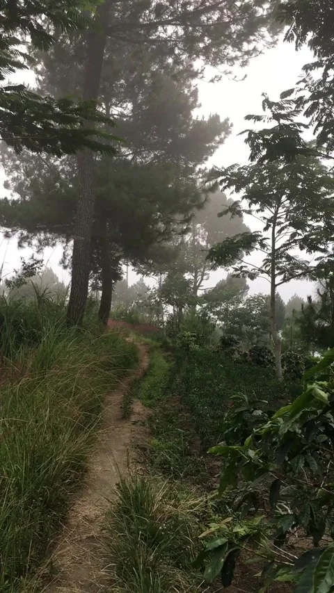 Looking Up a Scenic Dirt Path Into a Misty Pine Forest Video stock 347433729