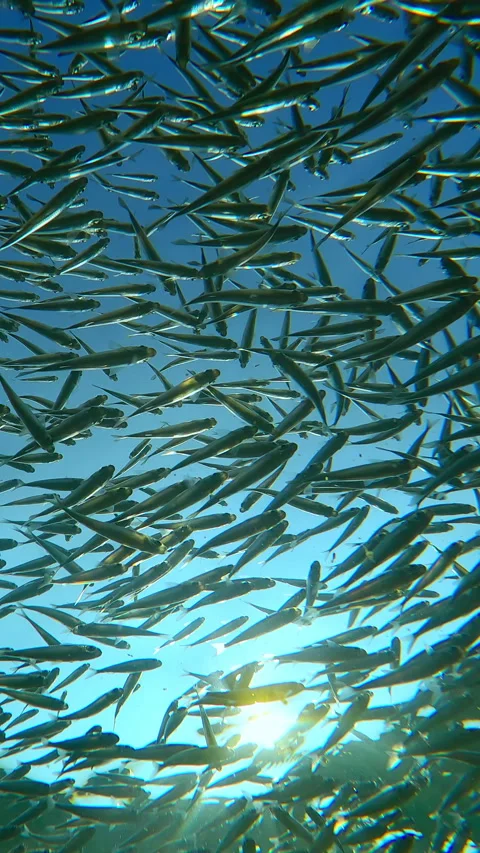 Looking up on school of Silversides swims just under surface, against blue sky Vídeos de archivo 331307837