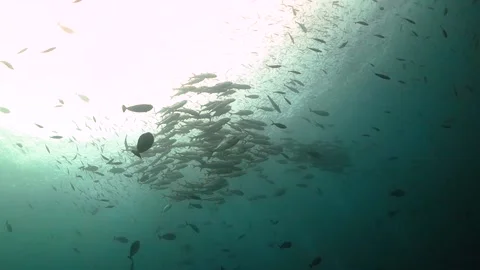 Looking up at a school of trevally Video stock 130239515