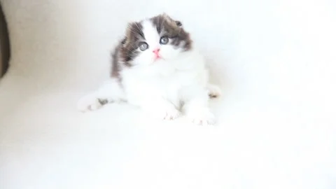 Looking Up at the Scottish Fold Stock-Footage 332501087