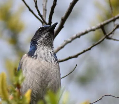 Looking up at a scrub jay in a tree Stock Photos