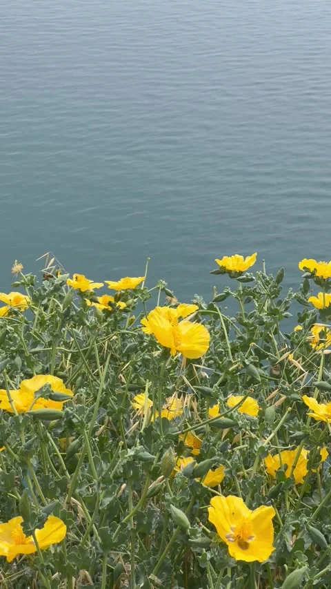 Looking at the sea from the coast covered with yellow flowers Stock Footage 337000600